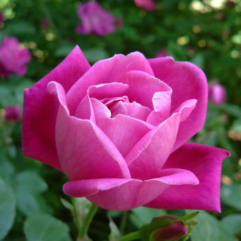 写真の植え付けと手入れ、栽培によるバラの花の名前と説明
