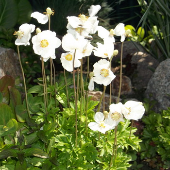 Anemone flower: description of species, planting and care
