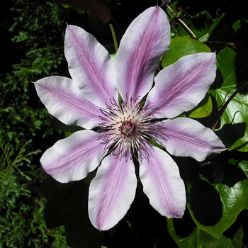 Clematis-kukat: niiden lajikkeet ja valokuvat istutus ja hoito, viljely