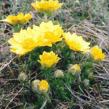 Spring adonis (adonis): description and cultivation
