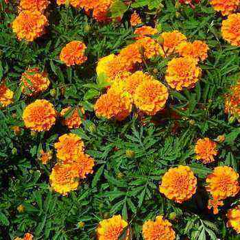 Marigolds: species and varieties, growing rules