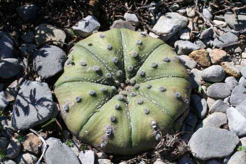 Astrophytum: types of cacti and home care