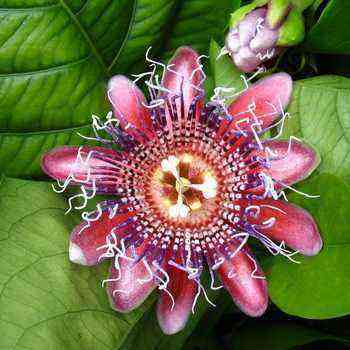 Passionflower: miltä kukka näyttää ja miten sitä hoidetaan