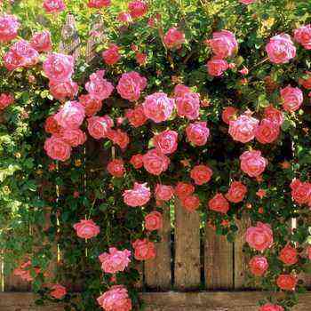 Ruusuryhmien puutarhanhoito ja kiipeilymuotojen hoito