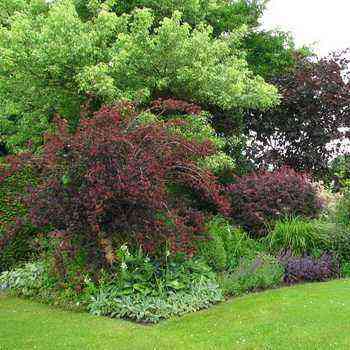 What trees and shrubs to plant in the garden