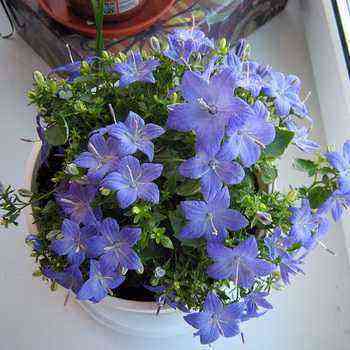 青い花と屋内の花
