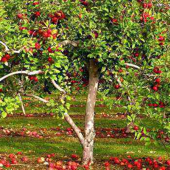 How to rejuvenate a fruit tree