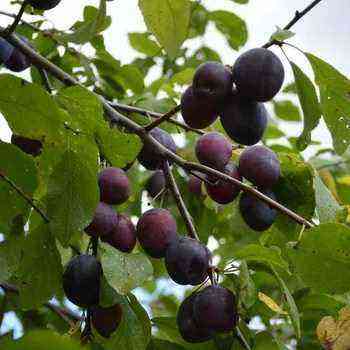How to prune plums and cherry plums