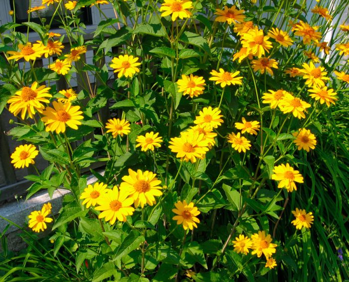 Heliopsis sunflower