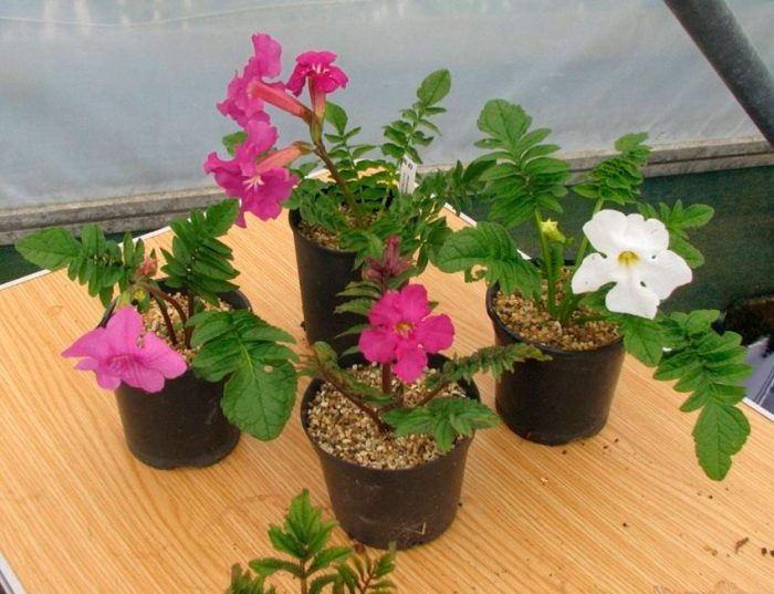 Planting incarvillea outdoors
