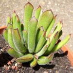Cotyledon care how to grow at home