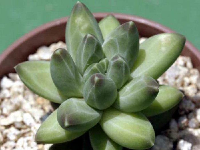 Pachyphytum care how to grow at home