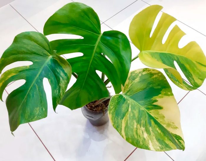 Monstera care how to grow at home