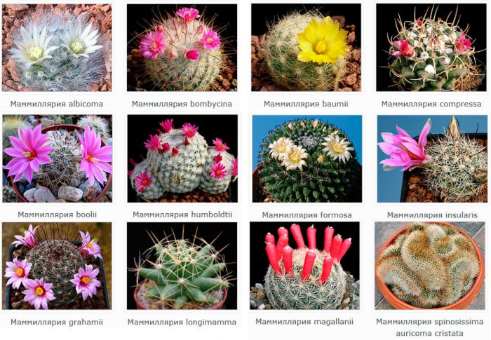 The main types of Mammillaria