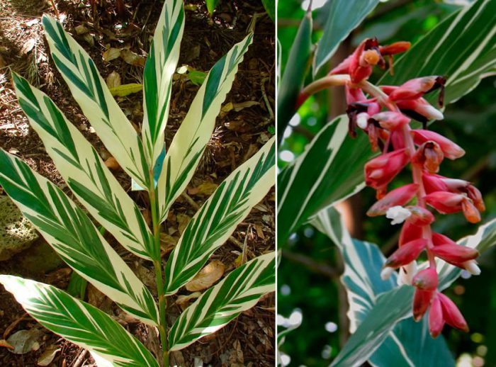 Alpinia care how to grow at home