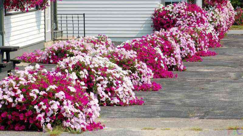 Beautiful petunia flower beds: an overview of the 5 best ways to break a flower garden