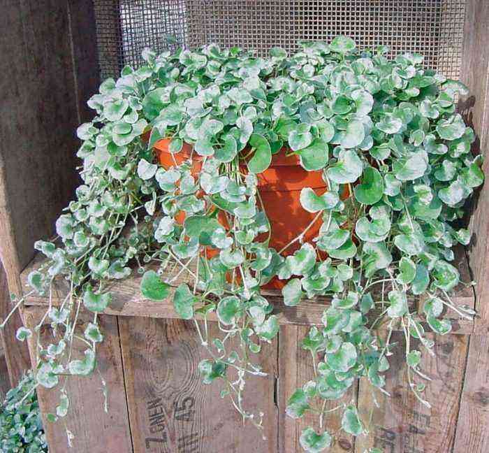 Dichondra planting and care, cultivation