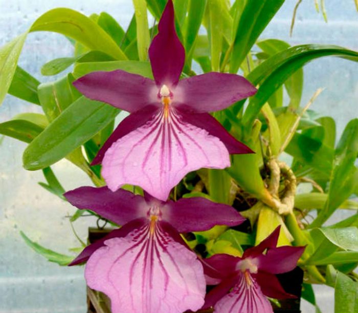 Miltonia orchid care how to grow at home