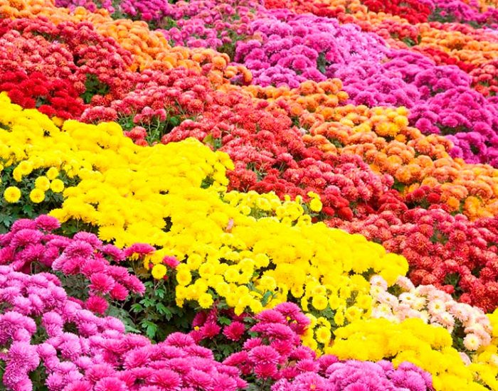 Garden chrysanthemum care