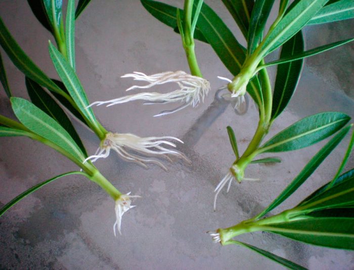 Propagation of oleander by cuttings