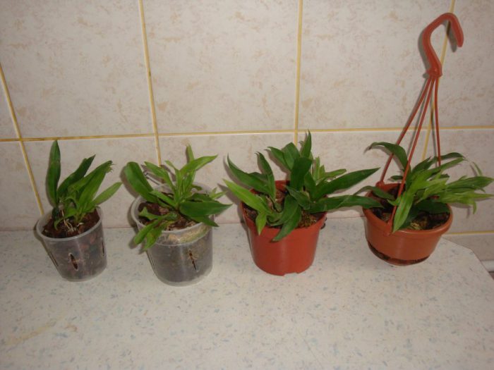 Exchange orchid care how to grow at home