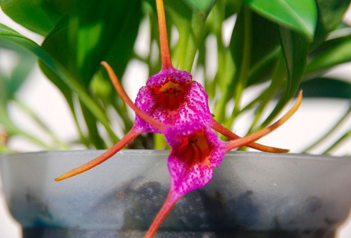 Orchid masdevallia care how to grow at home