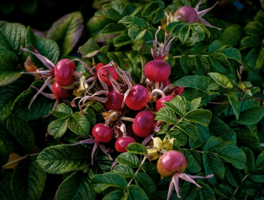 dog-rose fruit