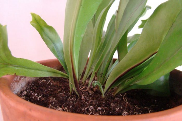 Microsorum care how to grow at home