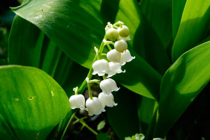 Lily of the Valley May