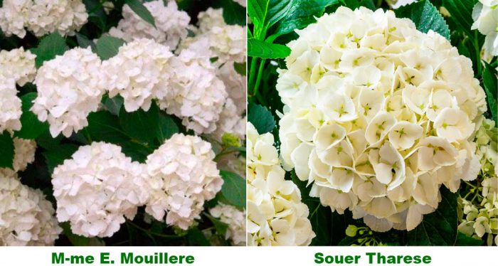 Indoor hydrangea care how to grow at home