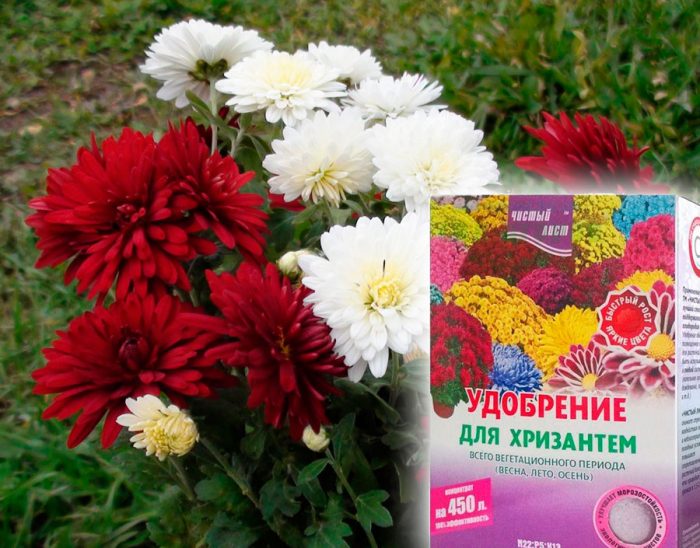 Fertilizer for chrysanthemums