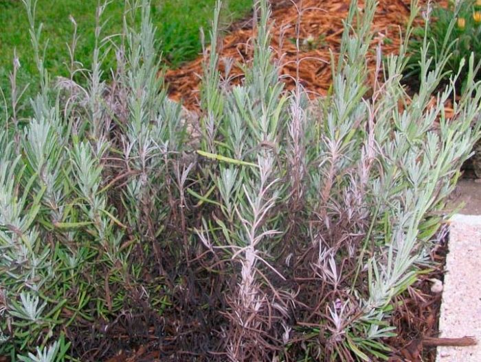 Lavender pests and diseases
