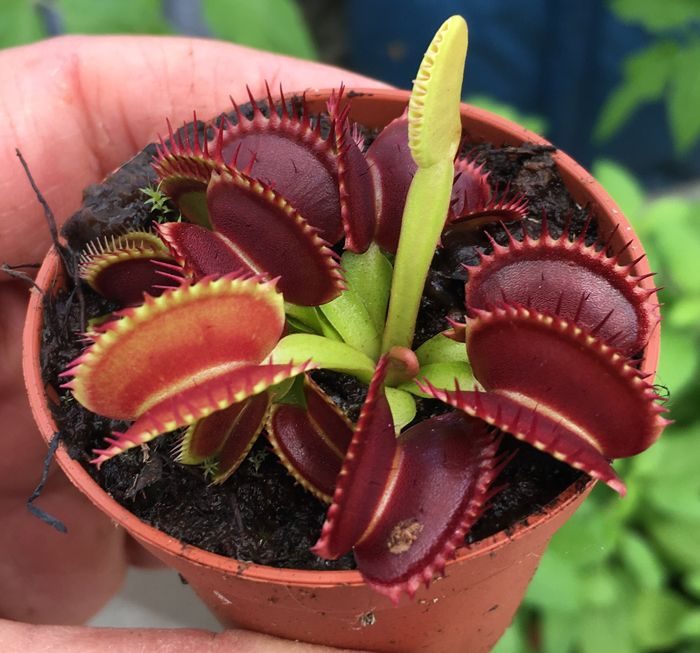 Venus flytrap care how to grow at home