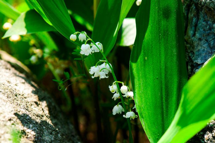 Lily of the Valley Keiske
