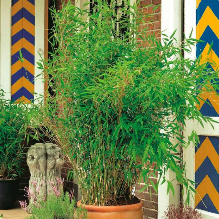 Arundinaria care how to grow at home