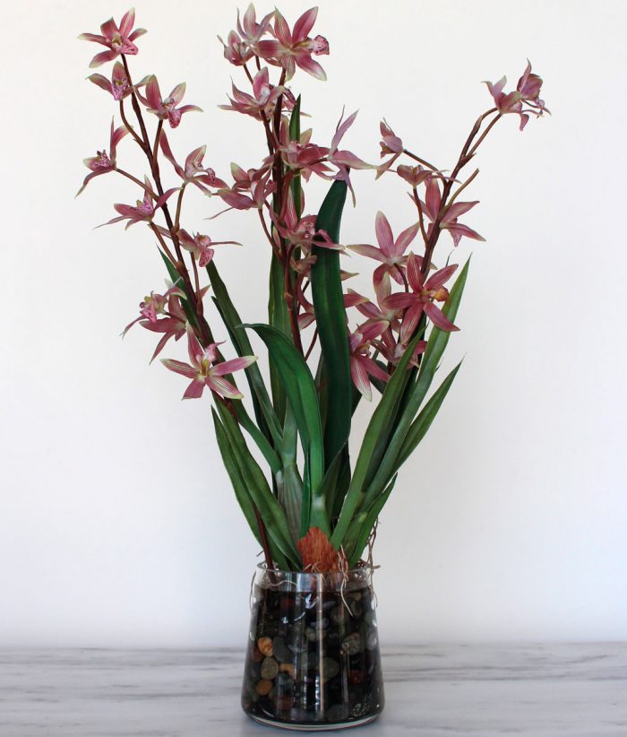 Cuidado de la orquídea odontoglossum cómo crecer en casa.