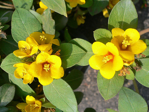 Crowded-flowered loosestrife