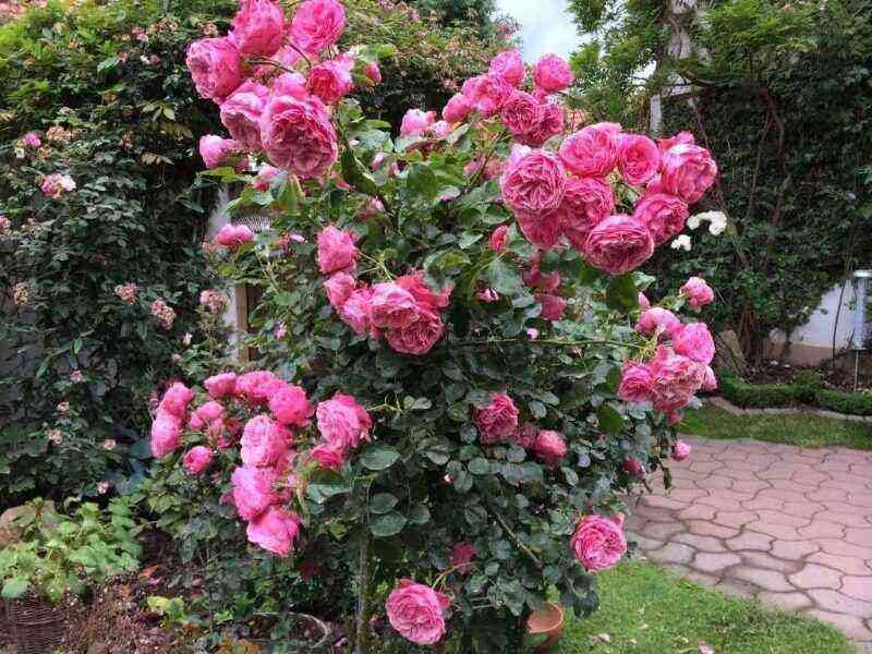 12 varieties of roses can be planted until October: they will endure wintering staunchly