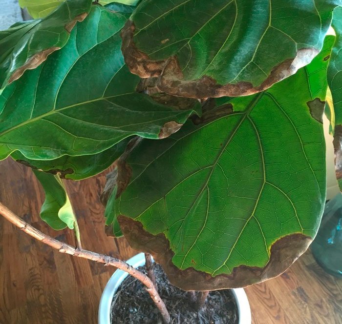 Ficus lira cuida de como crescer em casa