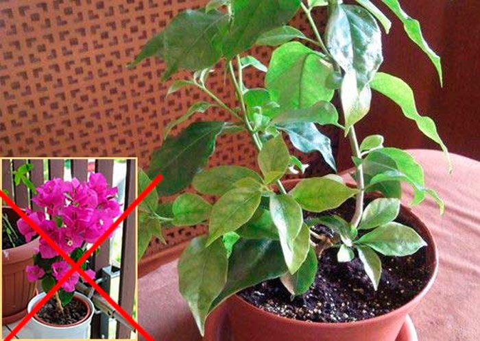Why bougainvillea doesn't bloom