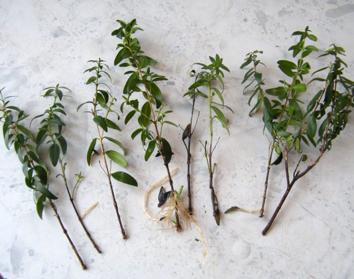 Propagation of myrtle by cuttings