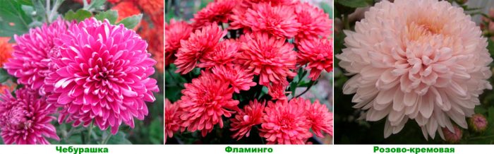 Home chrysanthemum care how to grow at home