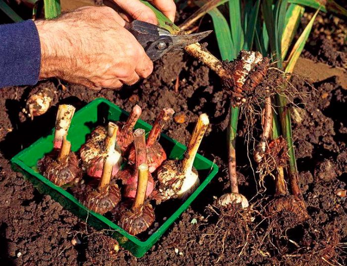 What time to dig up the bulbs