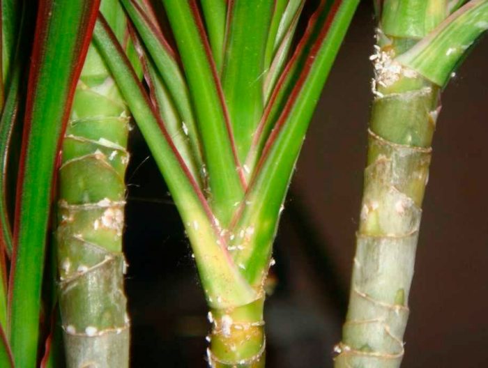Dracaena care how to grow at home
