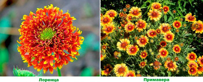 Gaillardia planting and care, cultivation