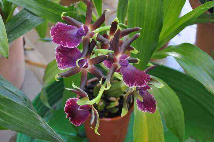 Zygopetalum orchid care how to grow at home