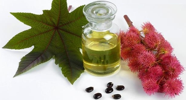 The benefits and harms of castor bean