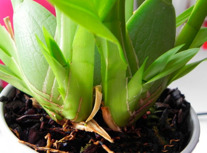 Orquídea Cambria cuida de como crescer em casa