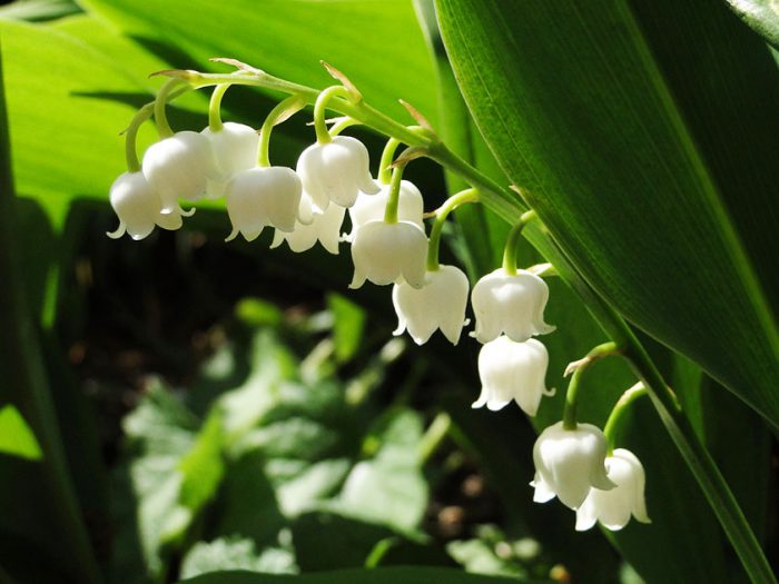Mountain lily of the valley