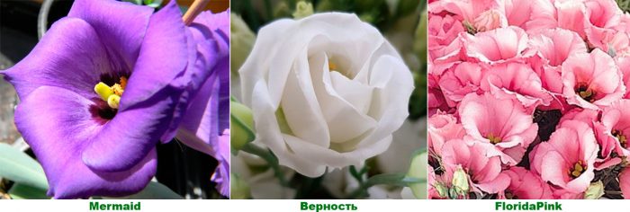 Low-growing varieties of eustoma for growing in an apartment